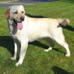 Un Labernois sur une surface gazonnée et ayant la langue pendante 