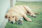 Un Labernois allong&eacute; sur un terrain herbeux devant un bocal plein de pi&egrave;ces