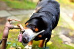 Un Labernois s'hydratant avec l'eau d'un robinet