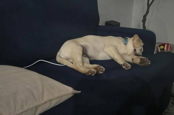 Un Labernois allongé sur un canapé et semblant dormir