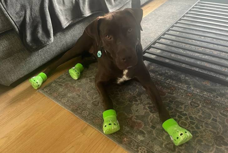Un Labernois allongé sur un tapis et portant des crocs pour chien aux pattes