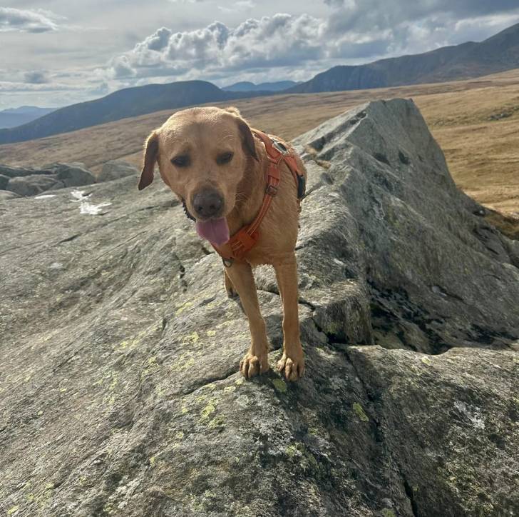 Un Labernois sur une montagne et portant un harnais