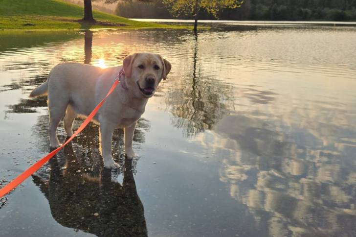 Un Labernois dans l'eau et tenu en laisse