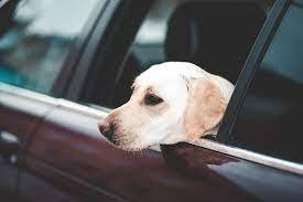 Un Labernois sortant sa tête par la fenêtre d'un véhicule