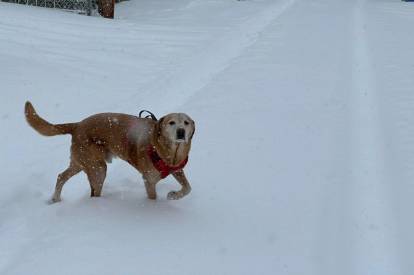Un Labernois marchant sur une surface enneig&eacute;e et portant un harnais
