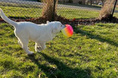 Un Labernois courant sur un terrain herbeux et tenant une balle dans sa gueule