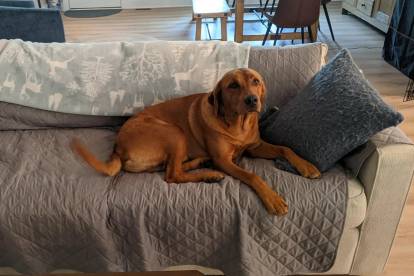 Un Labernois allongé sur un canapé