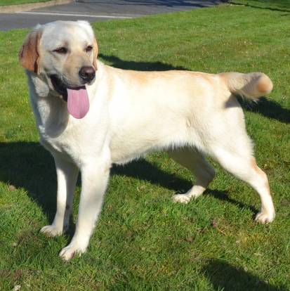 Un Labernois sur une surface gazonnée et ayant la langue pendante 