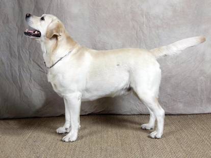 Un Labernois portant un collier autour du cou et ayant la gueule ouverte