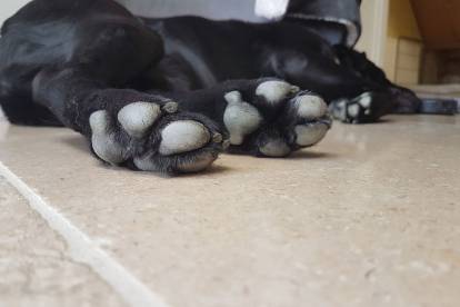 Pattes d'un labernois