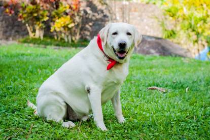 Un Labernois assis sur un terrain herbeux portant un foulard autour du cou et semblant en surpoids 