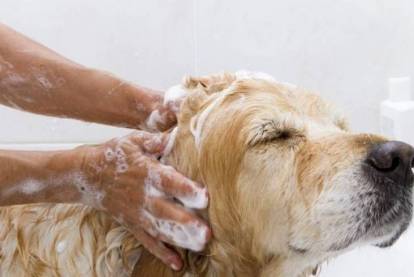 Un Labernois prenant son bain
