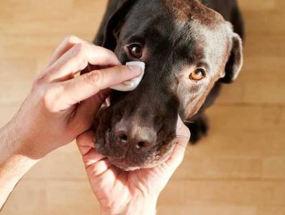 Un Labernois se faisant nettoyer les yeux