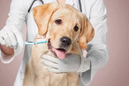 Un Labernois voulant se faire brosser les dents