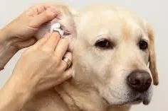 Un Labernois se faisant nettoyer les oreilles