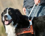Un Labernois aux côtés de son maître aveugle