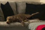 Un Labernois allongé sur un canapé et semblant dormir