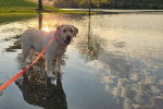 Un Labernois tenu en laisse sur une étendue d'eau