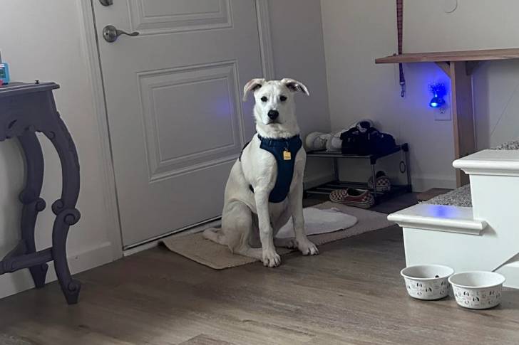 Un Labernois allongé sur un tapis et portant un harnais