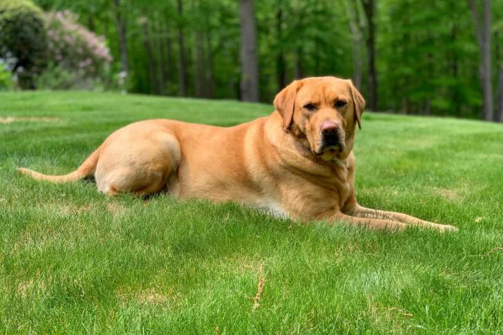 Un Labernois allongé sur un terrain herbeux et portant un collier autour du cou