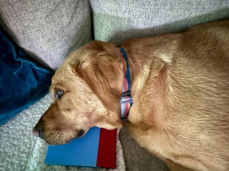 Un Labernois allongé sur un canapé et portant un collier autour du cou