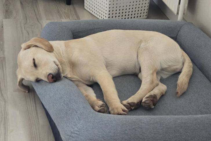 Un Labernois allongé dans un panier et semblant dormir