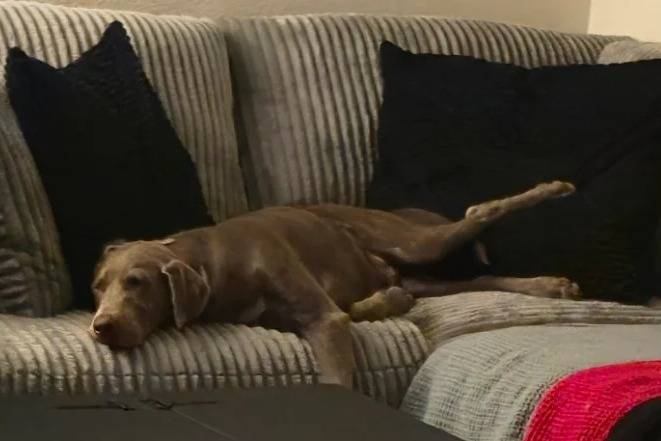 Un Labernois allongé sur un canapé et semblant dormir