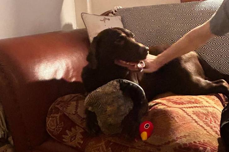 Un Labernois allongé sur un canapé et se faisant caresser les poils