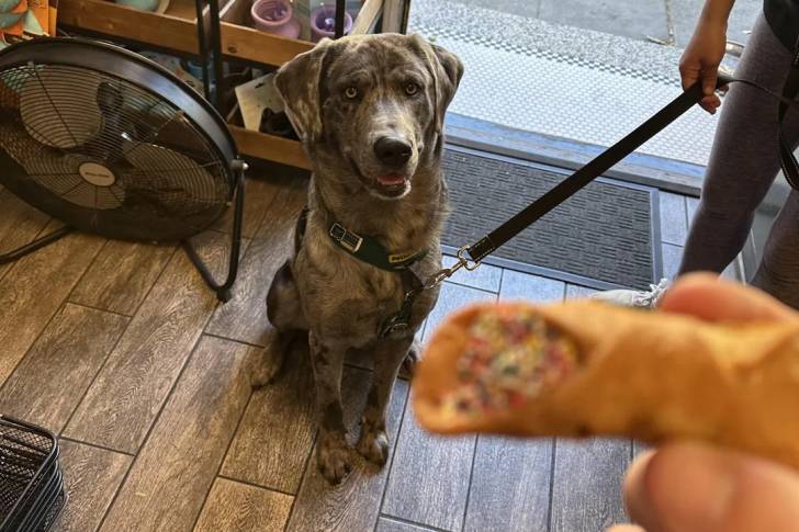 Un Labernois assis sur un sol carrelé et tenu en laisse