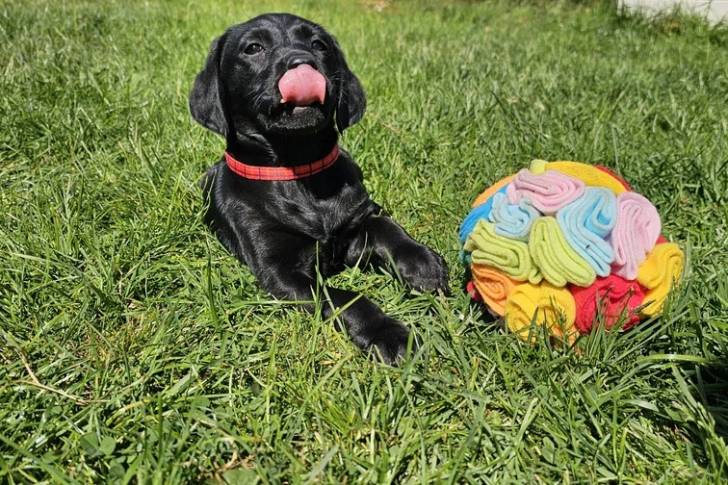 Un Labernois allongé sur un terrain herbeux et portant un collier au cou