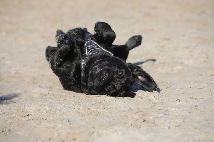 Un Labernois allongé de dos sur une surface sableuse et portant un harnais