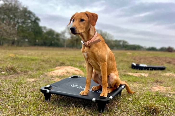 Un Labernois assis et portant un collier autour du cou