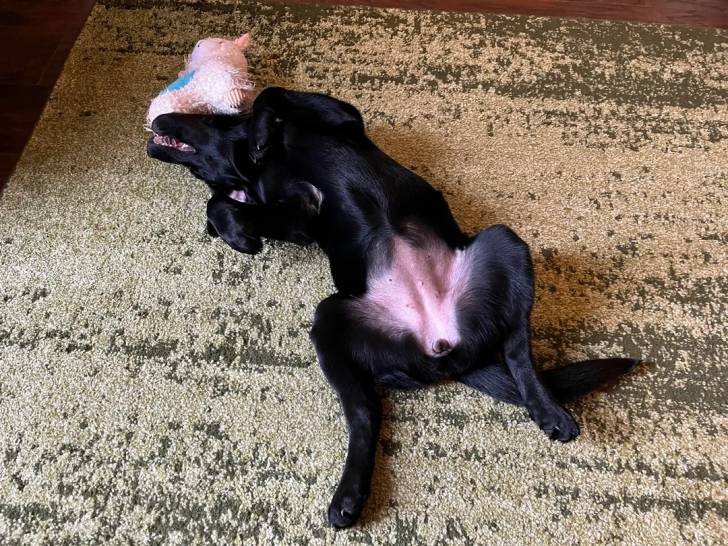Un Labernois allongé de dos sur une moquette