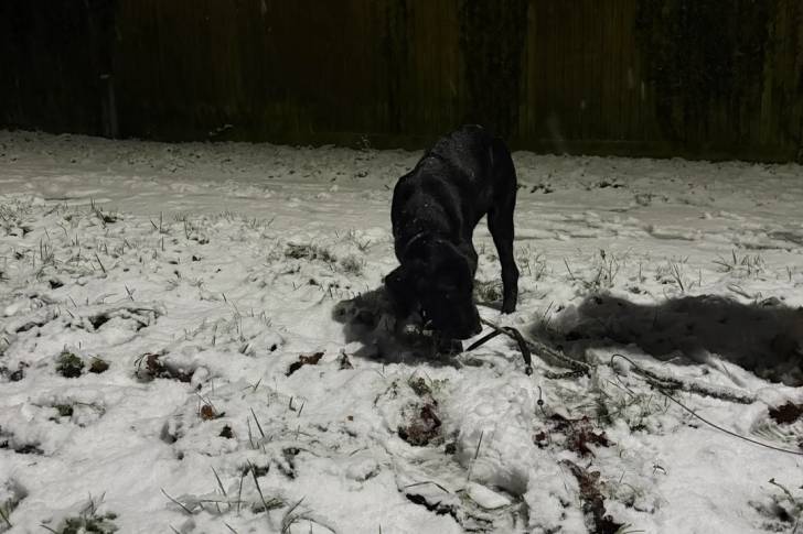 Un Labernois sur une surface enneigée reniflant le sol