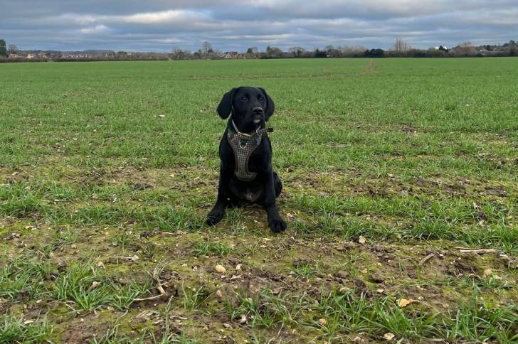 Un Labernois assis sur un terrain herbeux et portant un harnais