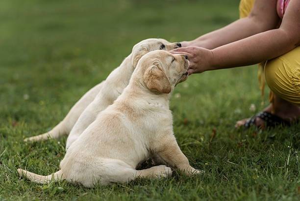 Deux chiots Labernois semblant être en pleine séance d'éducation