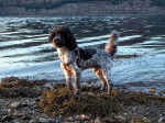 Photo Cockapoo