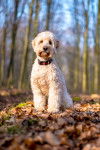 Photo Cockapoo