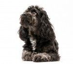 Photo Cockapoo