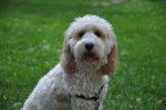 Photo Cockapoo