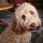 Alfie - Cockapoo M&acirc;le