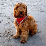Alfie - Cockapoo M&acirc;le