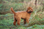 cockapoo au chocolat adulte