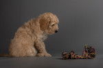 Photo Cockapoo
