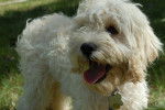 Photo Cockapoo