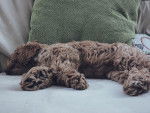 Photo Cockapoo