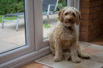 Photo Cockapoo