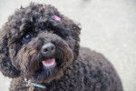 Un Cockapoo noir avec une barrette