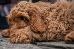 Photo Cockapoo