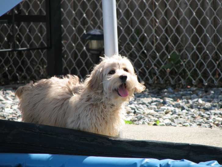 Photo Cockapoo